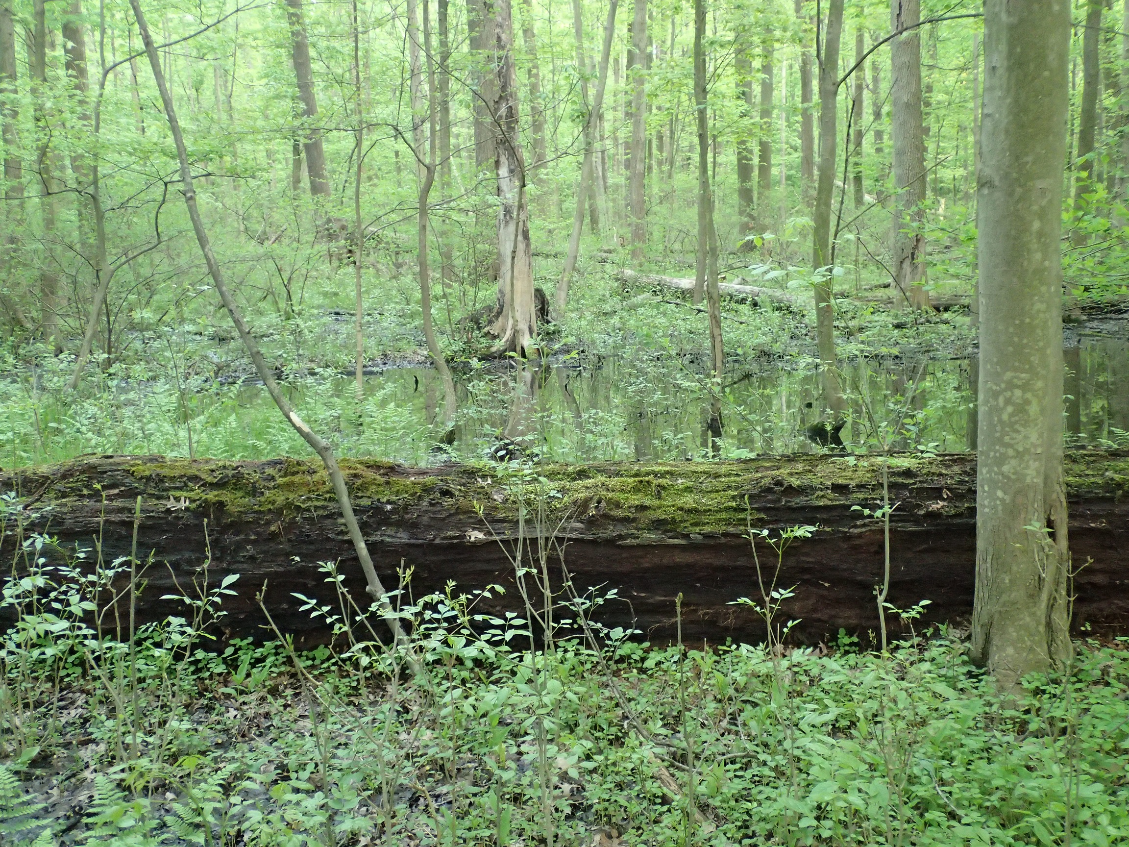 Black Swamp Ohio